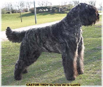 bouvier des flandres du clos de la luette - copyright d&eacute;pos&eacute;